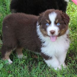 Houston - Red tri-color male Australian Shepherd puppy in Kansas, Oklahoma from Windy G Farm