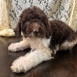 Pecan - Parti male Labradoodle puppy in Candler, North Carolina from Maple Bakin’ Doodles