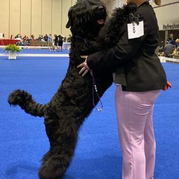 Black Russian Terriers from Black Powder Kennel