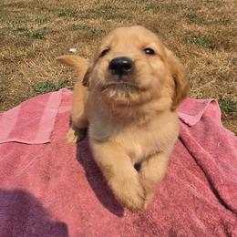 Cucumber - Green collar - Dark golden male Golden Retriever puppy in Tenino, Washington from Oak River Goldens'
