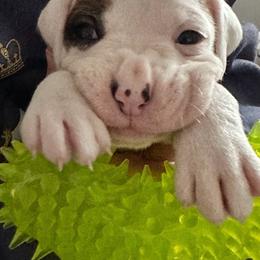 Boy 7 - brown - White male Boxer puppy in Nashville, Tennessee from Best Friends over 20+ years experience