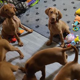 Boy 2 - Golden rust male Vizsla puppy in Bellingham, Washington from Mountain View Vizslas
