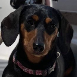 Gidget  - Dachshund