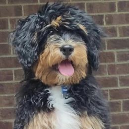Aussiedoodles, Cavapoos, and Goldendoodles from Still Waters Farm