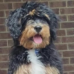 Aussiedoodles, Cavapoos, and Goldendoodles from Still Waters Farm