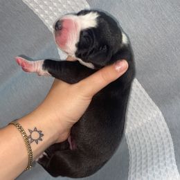 Great Dane Puppies from RP DANES
