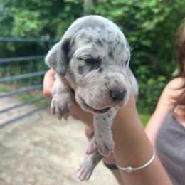 Adama - Merle male Great Dane puppy in Marlow, New Hampshire from Fox Hill Danes