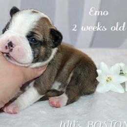 Boy 3 - Seal and white male Boston Terrier puppy in North Central, Vermont from Windy Valley’s Bostons