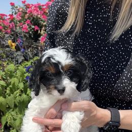 Cavapoo Puppies from Joyler Puppies