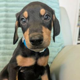 Midnight Kiss - Black and rust male Doberman Pinscher puppy in Valley View, Texas from Daystar Dobermans
