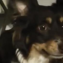 Miniature Australian Shepherds from Stephanie's Mini Aussies