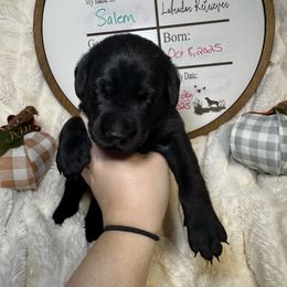 Salem - Black male Labrador Retriever puppy in Troy, South Carolina from Wicked Flyer Retrievers