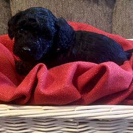 Clove - Black male Goldendoodle puppy in Greenville, South Carolina from Law Doodles of SC