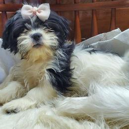 Tiffany (whitest) - Black and white female Shih Tzu puppy in Hillsdale, Michigan from Prairie Fen Farm