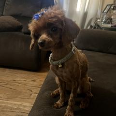 Yoli - Poodle