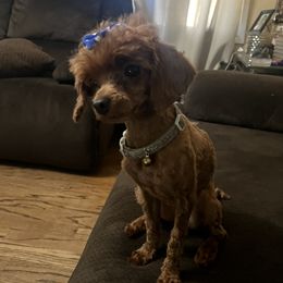 Yoli - Poodle