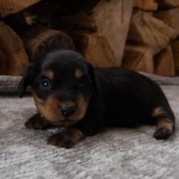 Boy 1 - Black and tan male Dachshund puppy in Stilwell, Oklahoma from Ross's Desert Doxies