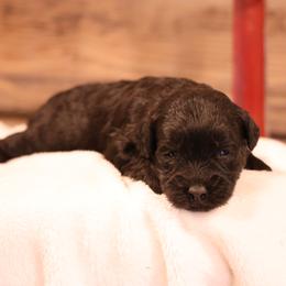 Kreen - Black female Whoodle puppy in West Bend, Iowa from Blue Skies Terriers
