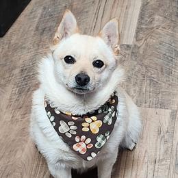 Orlaith - Schipperke