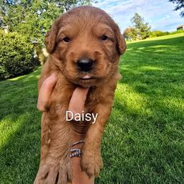 Daisy - Red  female Goldendoodle puppy in Red Oak, Iowa from Fisher Pups-Stay Golden with a Doodle