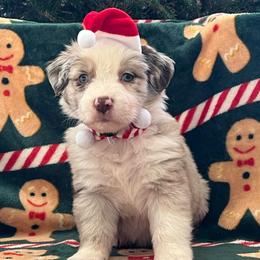 RMF2 - 2 blue eyes - Red merle female Miniature Australian Shepherd puppy in Connelly Springs, North Carolina from Appalachian Aussies