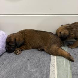 Lucy - Belge female Brussels Griffon puppy in Hilton Head Island, South Carolina from Andria's Brussels Griffons