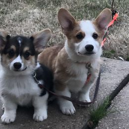 Pembroke Welsh Corgi Puppies from Tri-Star Stock Farm