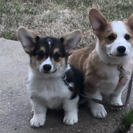 Pembroke Welsh Corgi Puppies from Tri-Star Stock Farm