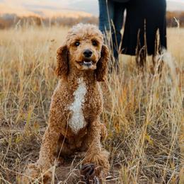 Millie - Poodle