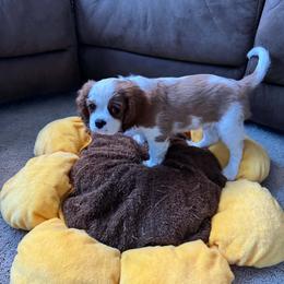 Boy 2 - Blenheim male Cavalier King Charles Spaniel puppy in Austin, Texas from Ikis & Grace King Charles Cavelier Spaniels