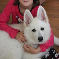 Berger Blanc Suisse and German Shepherd Puppies from Victorious White Shepherds