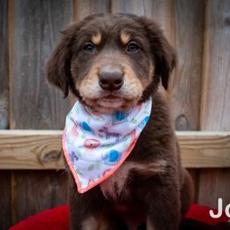 Border Collie, Golden Retriever, and Sporty Mix Puppies from Turbo Border Collies & Coltrievers