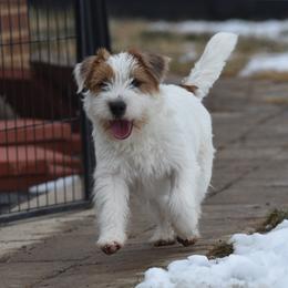 Merlot - Russell Terrier