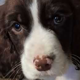 Boy 3 buckshot - White and liver male English Springer Spaniel puppy in Athens, Texas from It's  A Dog Thing