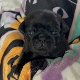 Orange Collar - Black Pug puppy in Elma, Washington from Kismet Kennels, Exclusively Pugs