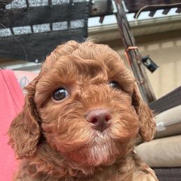 Aspen (White collar girl) - Red female Cavapoo puppy in Eagle Mountain, Utah from Liberty Farms Puppies