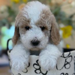 Hannah - Parti female Goldendoodle puppy in Yuciapa, California from AlltheDoodlez_