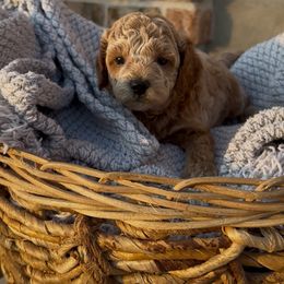 Milo - Apricot male Maltipoo puppy in St George, Utah from Quel’s Maltipoos
