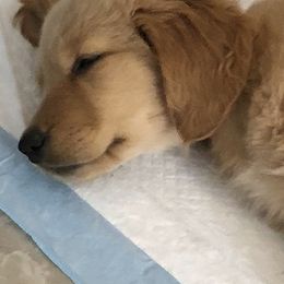 Golden Retriever Puppies from Nutmeg's Golden Puppy Dog