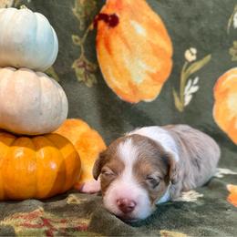 Aspen - Red merle female Aussiedoodle puppy in York, Pennsylvania from Puppies at The Happy Acre Farm