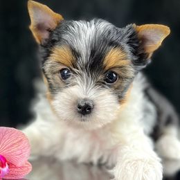 Biewer Terriers from Perfección Del Cielo Biewer Terriers