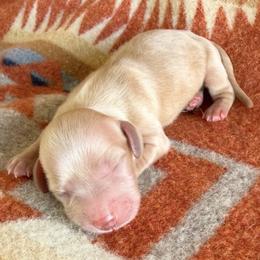 Laser - Cream male Dachshund puppy in Okeechobee, Florida from HotShot Kennels