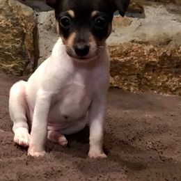 Toy Fox Terrier Puppies from Celticfox Toy Fox Terriers