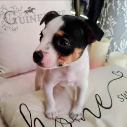 Daisy - Tri-colored female Parson Russell Terrier puppy in Apple Valley, California from Jumping Jack's Russell Terriers