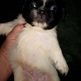 Stephen - White male Pekingese puppy in Willow Spring, South Carolina from Pekingese Zoo