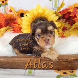 Atlas - Chocolate and tan male Yorkshire Terrier puppy in Adair, Oklahoma from Phillippe's Puppy Paws
