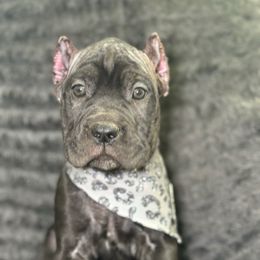 Wednesday - Black female Cane Corso puppy in Russellville, Missouri from Soaring Royalty Canines LLC