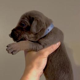 Blue Tan Point (4) - Blue male Great Dane puppy in Kimball, Michigan from Starlight Danes