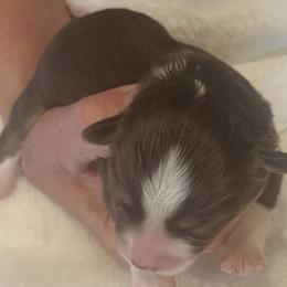 Violet - Red tri female Miniature Australian Shepherd puppy in Godley, Texas from Nana and Paws Aussies