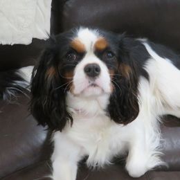 Tori - Cavalier King Charles Spaniel